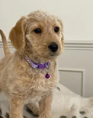 Poochon 