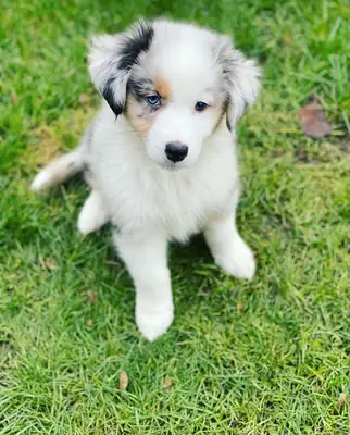 Australian Shepherd puppies