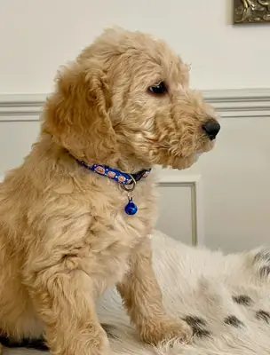 Poochon 