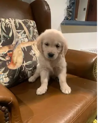 golden retriever puppies