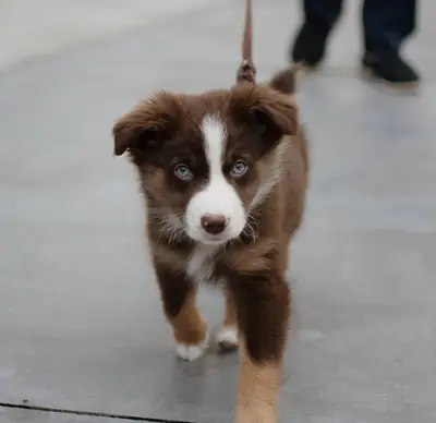 Australian Shepherd puppies