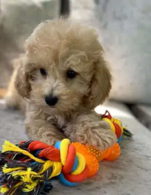 Poochon 