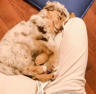 Australian Shepherd puppies