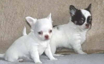 Chihuahua Puppies