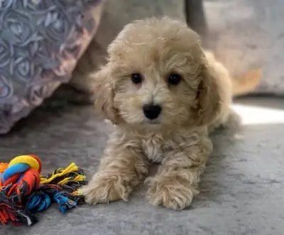 Poochon 
