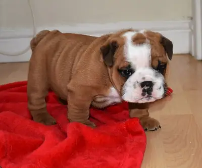stunning litter Huu clear quality bulldog puppies