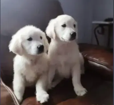 Sevimli Golden Retriever Yavru Sahiplendirme