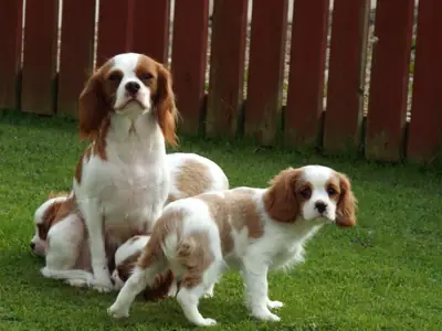 Cavalier King Charles Spaniel for adoption