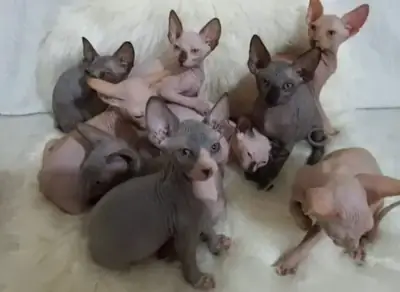 Lindos gatitos Sphynx