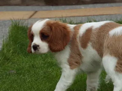 Cavalier King Charles Spaniel for adoption