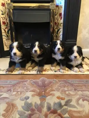 erkek ve dişi Bernese Dağ köpeği yavruları