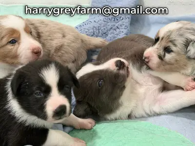 🐾 Border Collie Yavruları Sahiplendirme – Sevgi Dolu Bir Yuva Arıyorlar ❤️