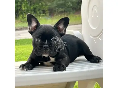 Adorable bulldog francés