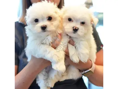 赠送马尔济斯犬幼犬
