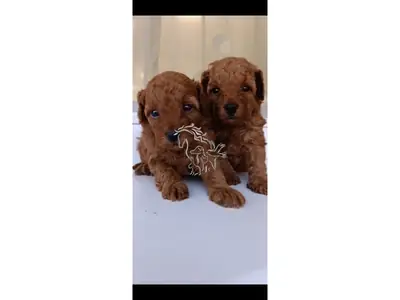 玩具贵宾犬幼犬