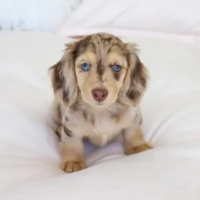 Sevimli dachshund yavrusu