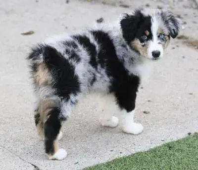 Şirin Avustralya çoban köpeği yavrusu