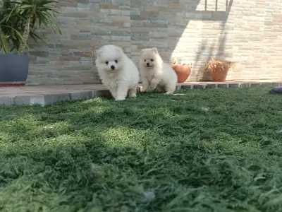 Cachorros de Pomerania Toy