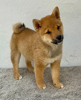Cachorro de Shiba Inu hembra