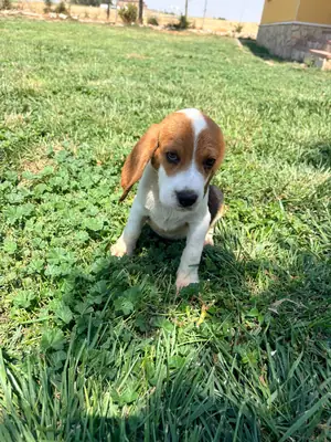 Beagle Yavrusu