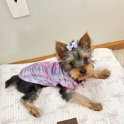 领养一只约克夏犬幼犬