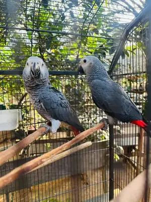 Adoptez des perroquets yacos (gris africain) femelles.