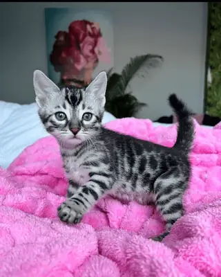 Adoptez une petite chatte bengale en Espagne