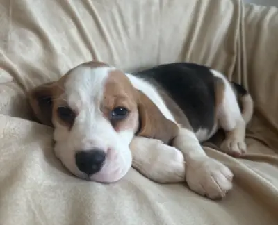 Cachorros Beagle