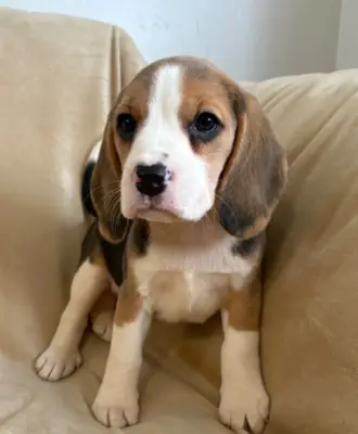 Cachorros Beagle