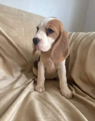 Chiots Beagle