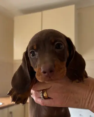 Dachshund Yavruları