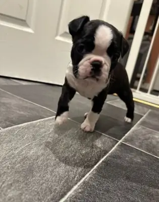 BOSTON TERRIER PUPPIES 