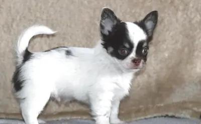 Chihuahua Puppies