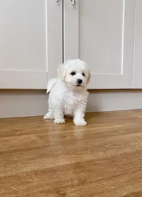 Bichon Frise