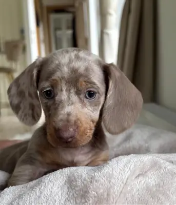 Dachshund Yavruları
