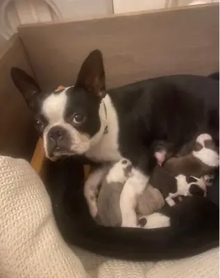 CHIOTS BOSTON TERRIER