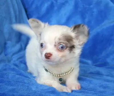 Chihuahua Puppies
