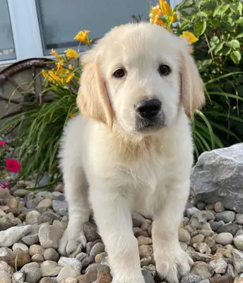 可爱的金毛寻回犬幼犬待领养