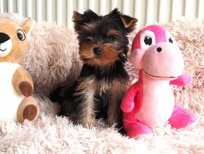 Yorkshire Terrier Yavruları