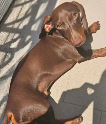Dachshund Yavruları