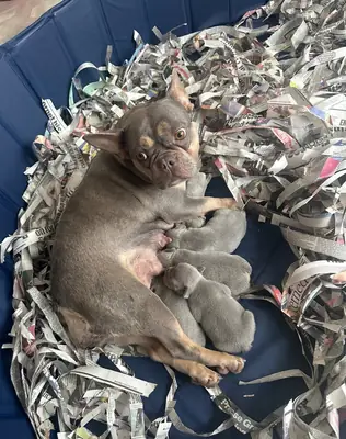 Cachorros de Bulldog Francés