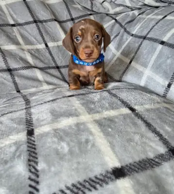 Cachorros Dachshund