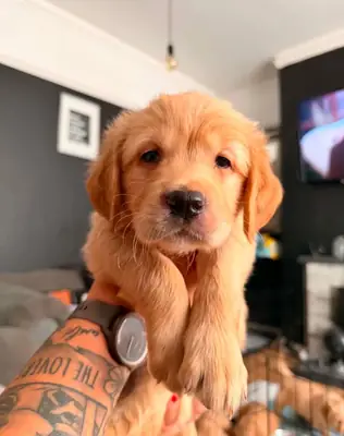 Cachorros de Golden Retriever