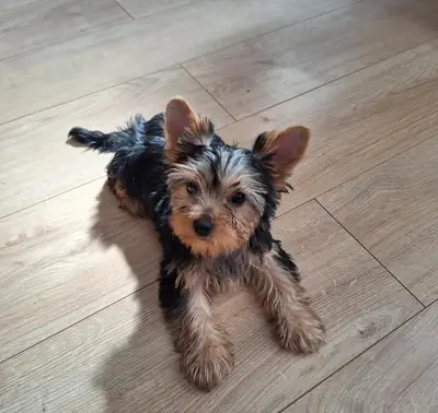 Cachorros Yorkshire Terrier