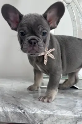 Fransız Bulldog Yavruları