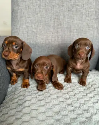 Dachshund Yavruları