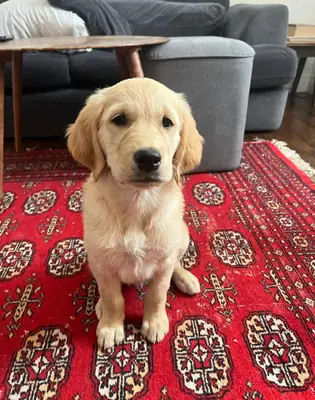 Golden Retriever yavruları