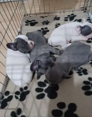 Cachorros de Bulldog Francés