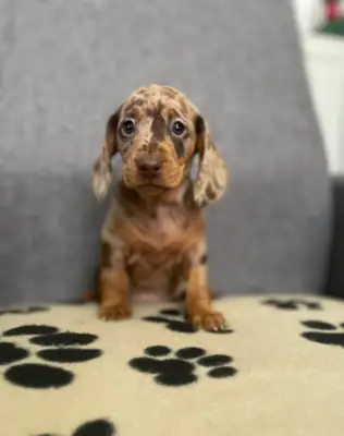 Cachorros de Dachshund