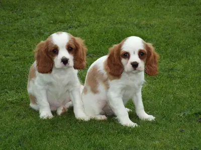 Cavalier King Charles Spaniel for adoption